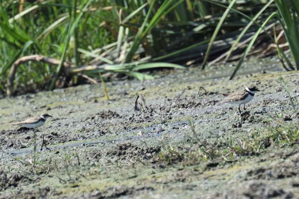 Common Ringed Plover